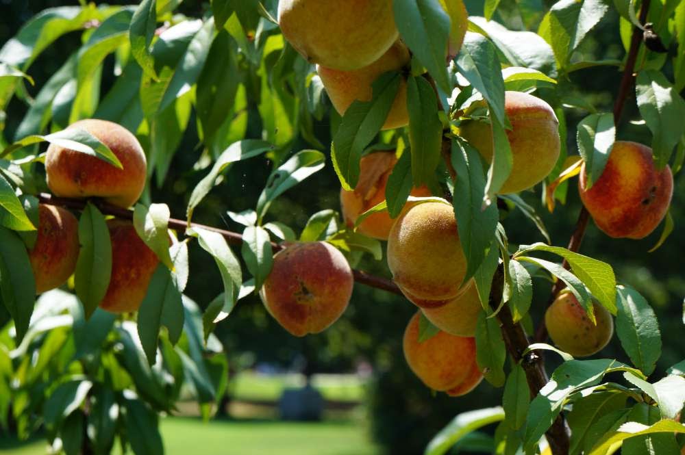 overcome-the-challenges-of-growing-peaches-summers-acres