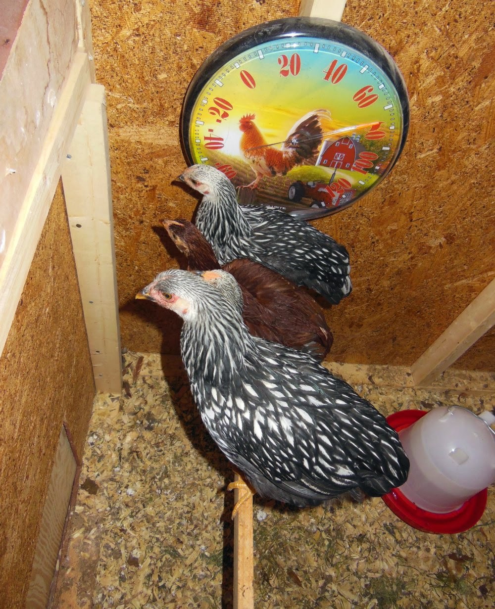 B8363 Raising Backyard Chickens For Eggs The Coop Roosts Summers Acres