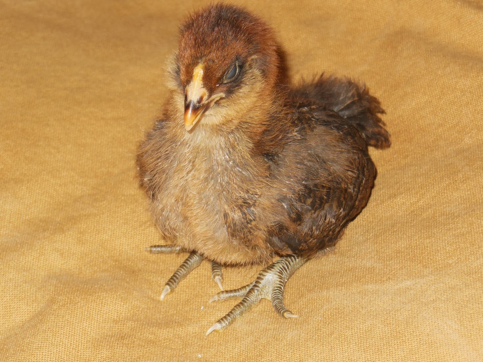 easter-egger-and-production-red-2-weeks-old-chicks-summers-acres