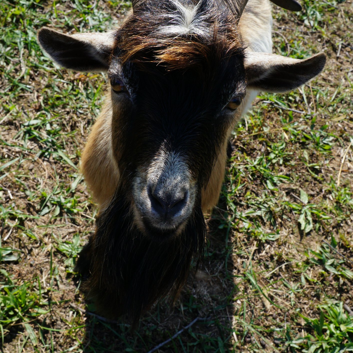 Nigerian Dwarf Buck Goat Sire - Summers Acres