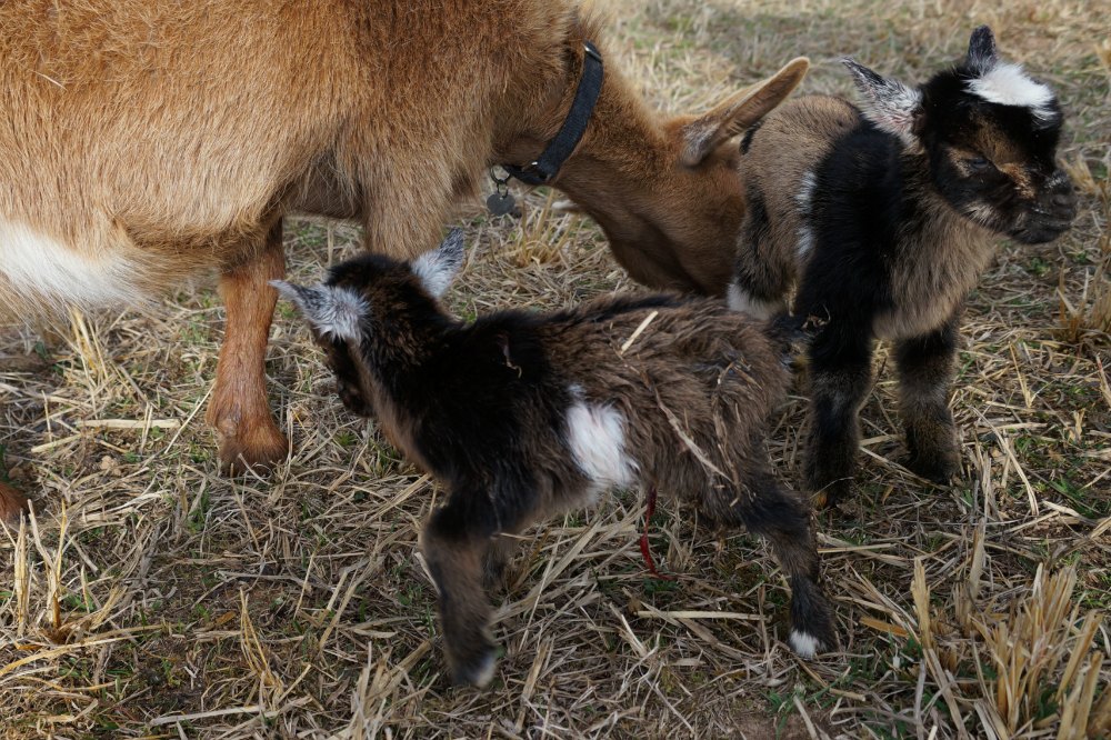 Nigerian Dwarf Goat Kidding Has Started | Goat Labor And Birthing ...