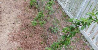 Second-year-raspberries-canes
