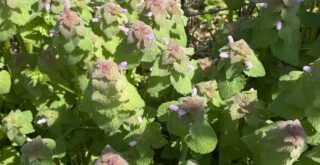 Dense Patch of Purple Dead Nettle Plants